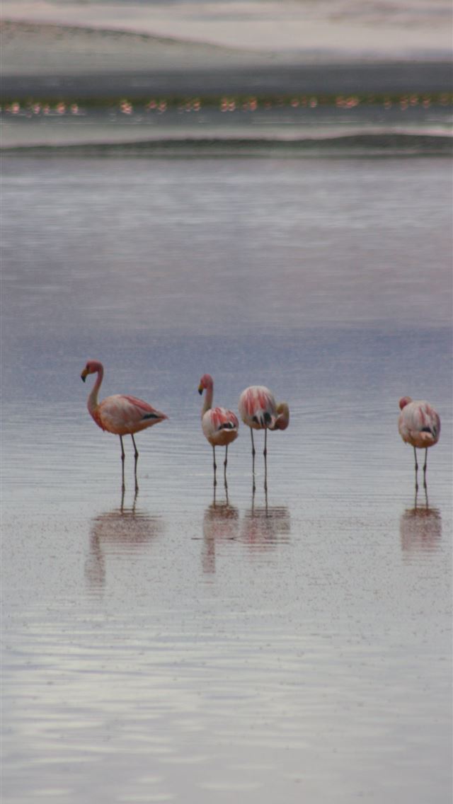 640x1136 Salar de Uyuni – Travis Allen Photography - bolivia iPhone Wallpaper