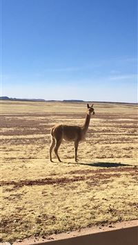 Dreams realized reaching the Salar de Uyuni – Wan... wallpaper