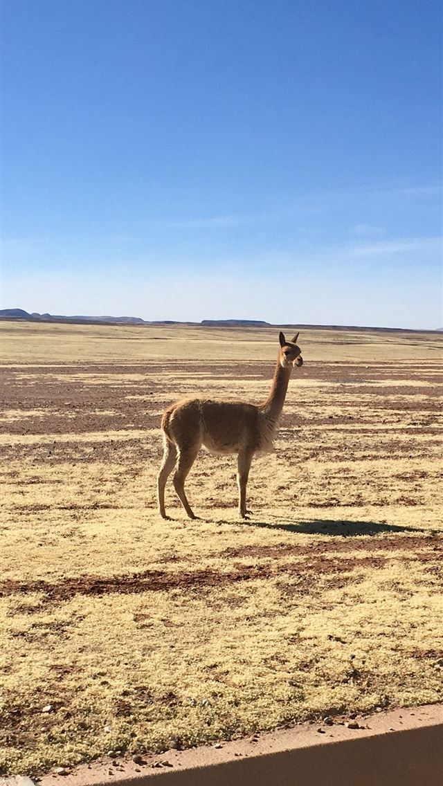 640x1136 Dreams realized reaching the Salar de Uyuni – Wan... - bolivia iPhone Wallpaper