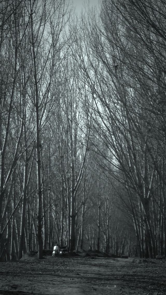 640x1136 Haunted Forest - branch iPhone Wallpaper