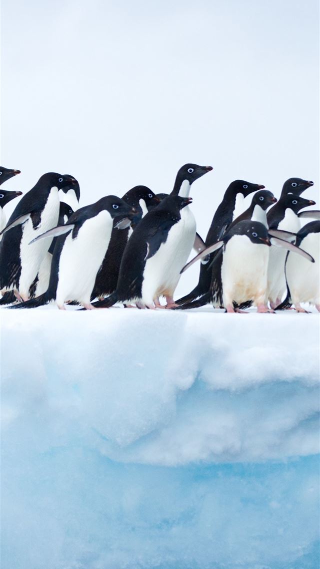 640x1136 Penguins In Antarctica Sony Xperia X XZ Z5 Premium... - antarctica iPhone Wallpaper