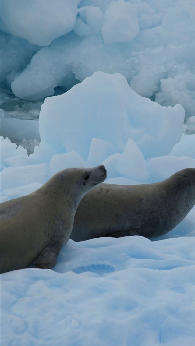 640x1136 Antarctica - antarctica iPhone Wallpaper