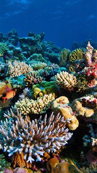 July 2014 on the Great Barrier Reef Mike Ball Dive... wallpaper