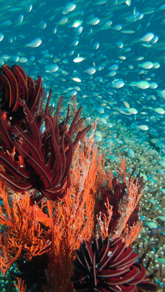 640x1136 Dive into the Great Barrier Reef with Blue Dive  - 100 most beautiful places to visit iPhone Wallpaper