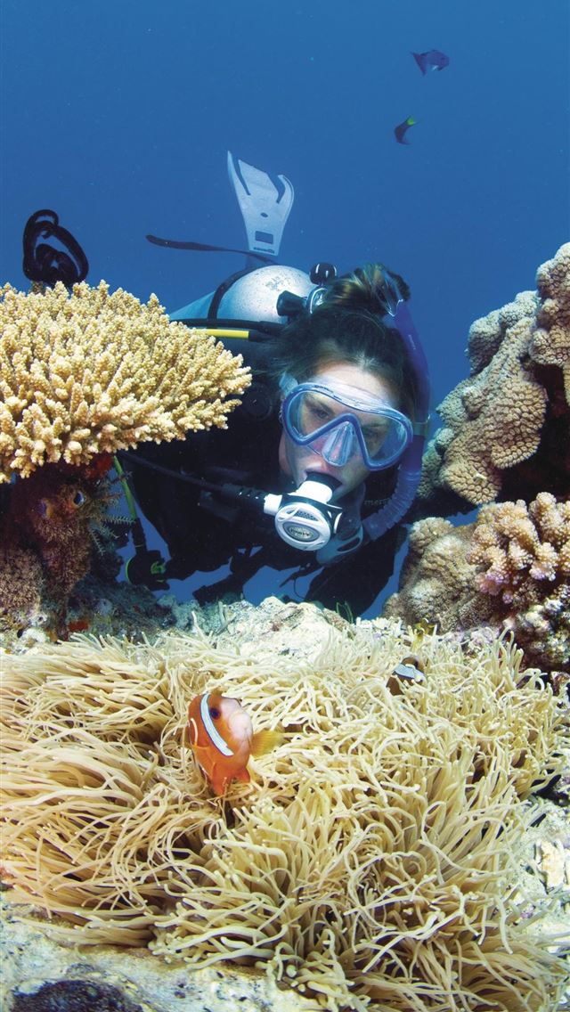 640x1136 Great Barrier Reef endures 'most extensive coral b... - australia iPhone Wallpaper