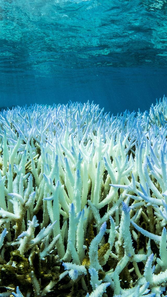 Great Barrier Reef iPhone Wallpapers Free Download