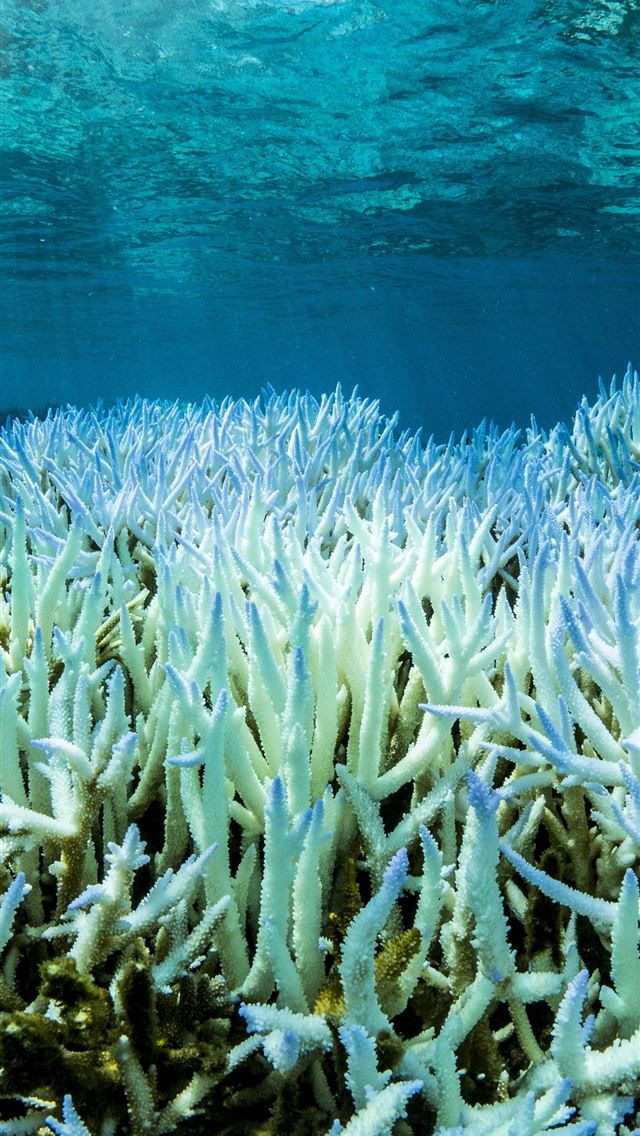 640x1136 Great Barrier Reef - australia iPhone Wallpaper