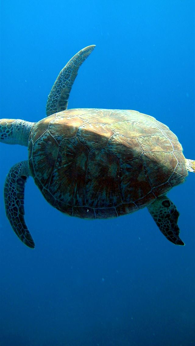 640x1136 Great Barrier Reef - australia iPhone Wallpaper