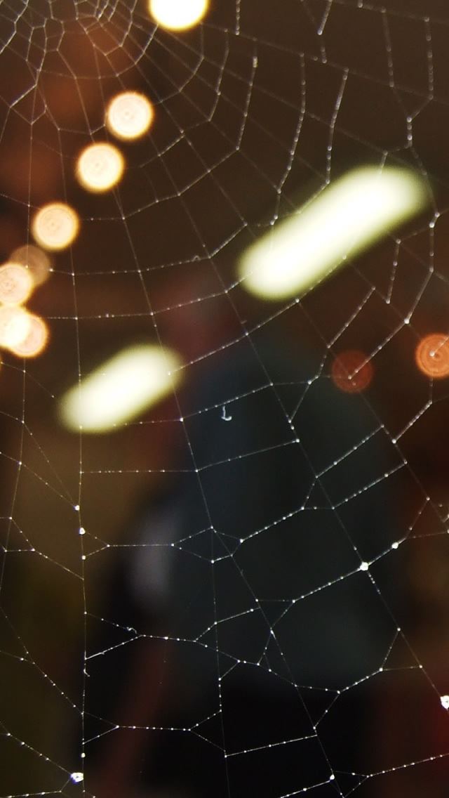 640x1136 Spider Web 6 - spider iPhone Wallpaper