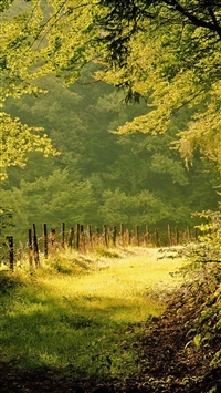 Summer Day In The Forest wallpaper