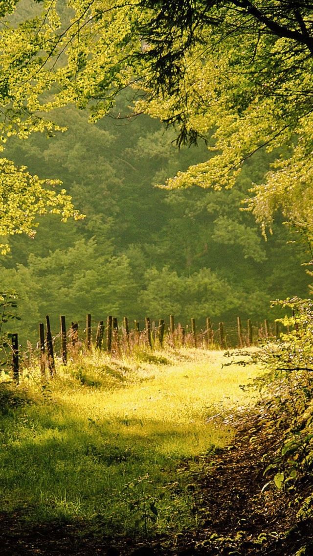 640x1136 Summer Day In The Forest - day iPhone Wallpaper