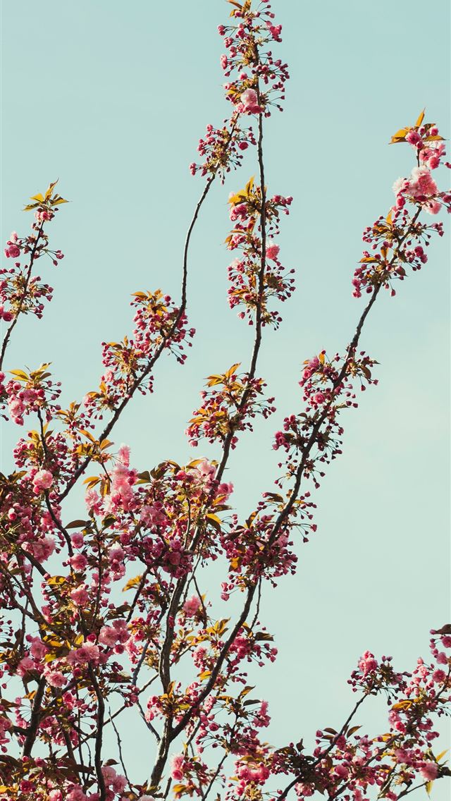 640x1136 pink and white flowers under blue sky during dayti... - wa iPhone Wallpaper
