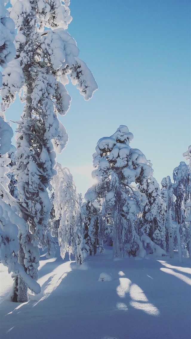 640x1136 trees covered in snow -  iPhone Wallpaper