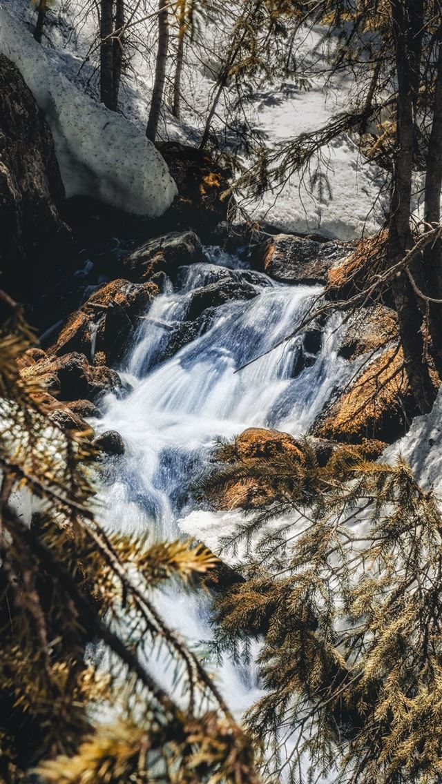 640x1136 water stream - tree iPhone Wallpaper
