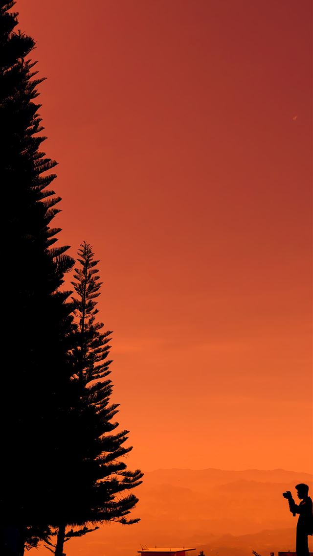 640x1136 silhouette of man standing near trees -  iPhone Wallpaper