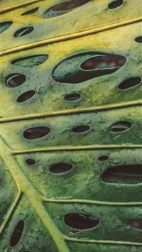 Tropical aftermath wallpaper