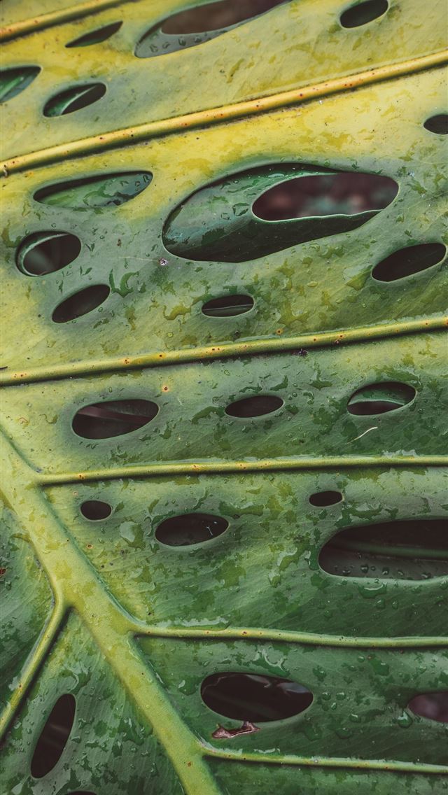 640x1136 Tropical aftermath - costa rica iPhone Wallpaper