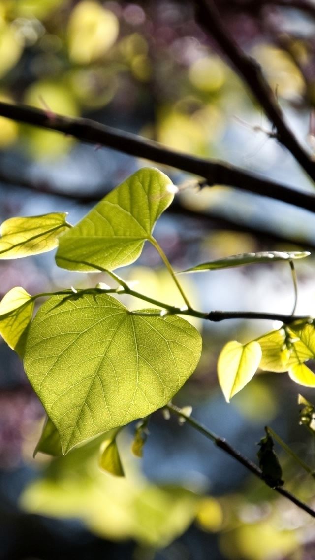 640x1136 Tree Leaves Bokeh - branch iPhone Wallpaper