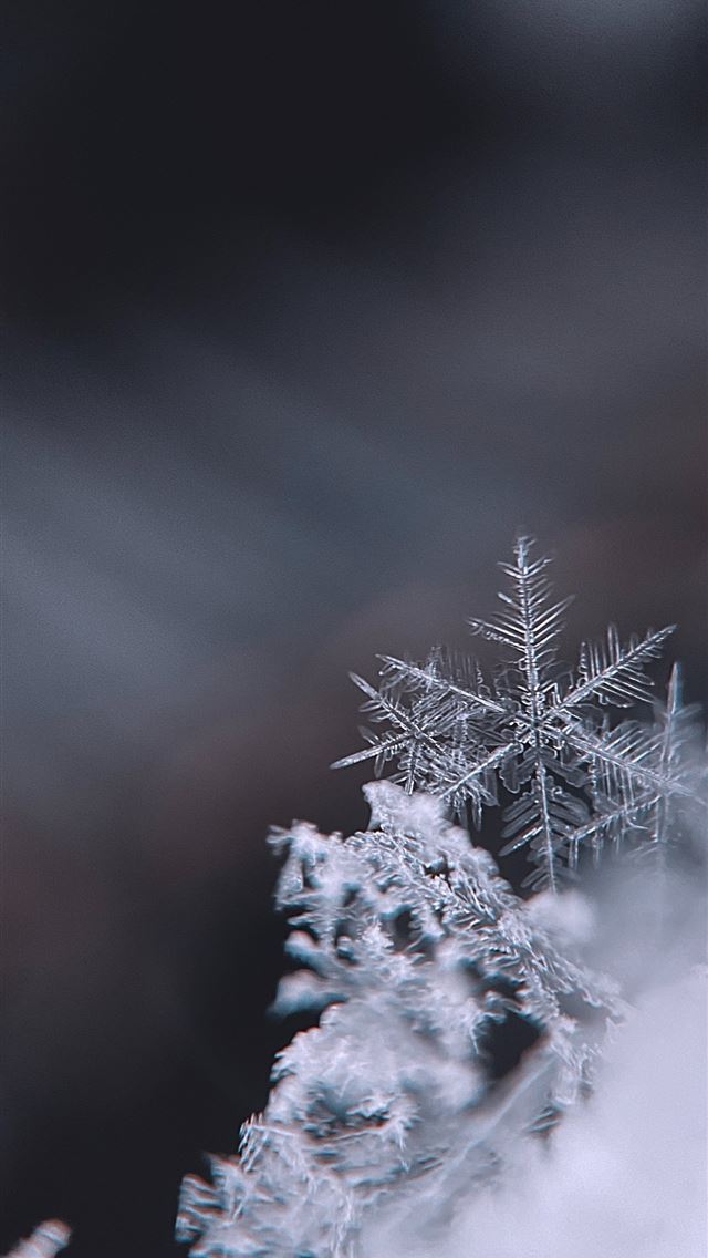 640x1136 snow covered tree during daytime - grey iPhone Wallpaper