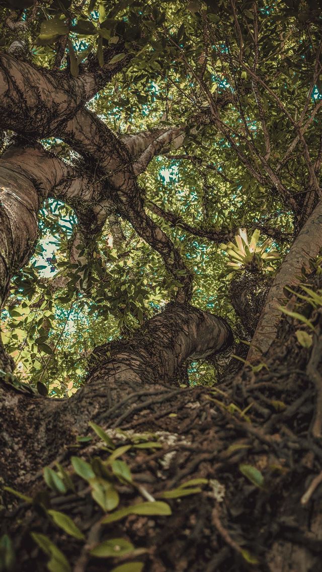 640x1136 vines crawling on tall green tree - brazil iPhone Wallpaper