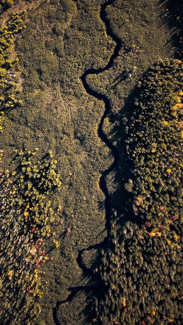 640x1136 aerial photography green forest - tree iPhone Wallpaper