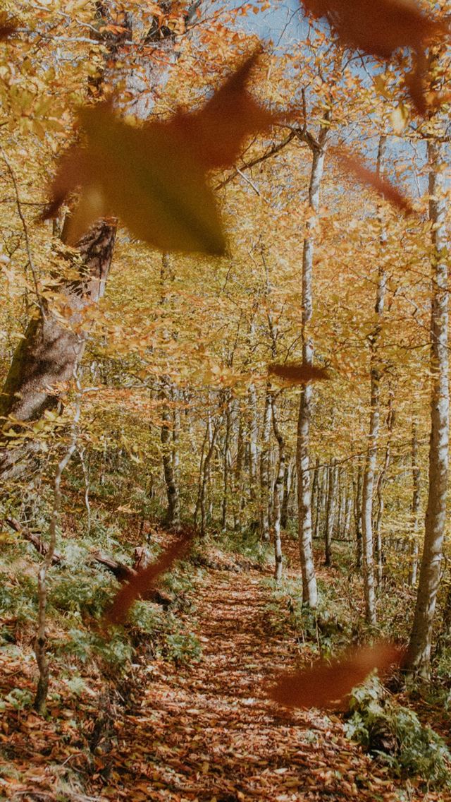 640x1136 green tree - leaf iPhone Wallpaper