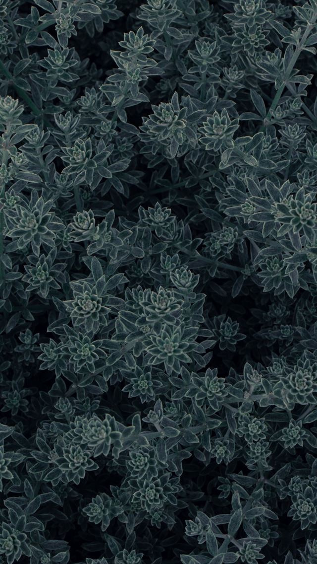 640x1136 green leaves plant during daytime - grey iPhone Wallpaper