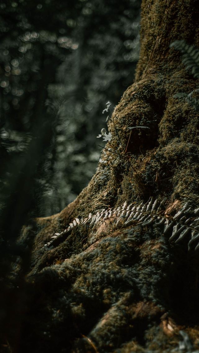 640x1136 brown pine cone on brown tree trunk - wa iPhone Wallpaper