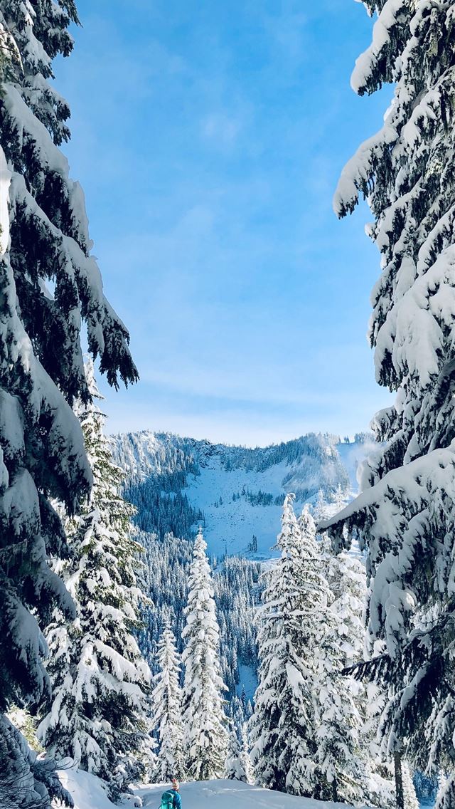 640x1136 trees covered by snow - united states iPhone Wallpaper