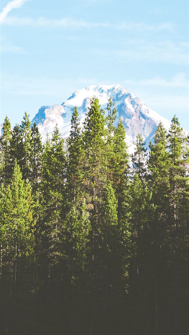 green pine trees near snow covered mountain during... iPhone wallpaper 