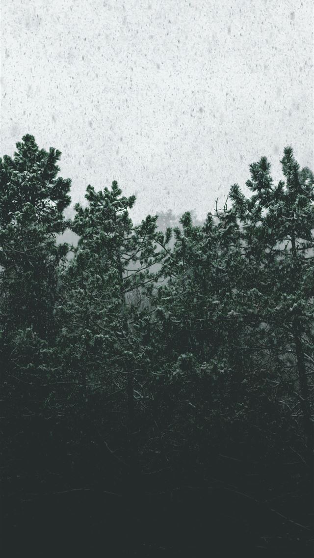 640x1136 green leafed trees - tree iPhone Wallpaper