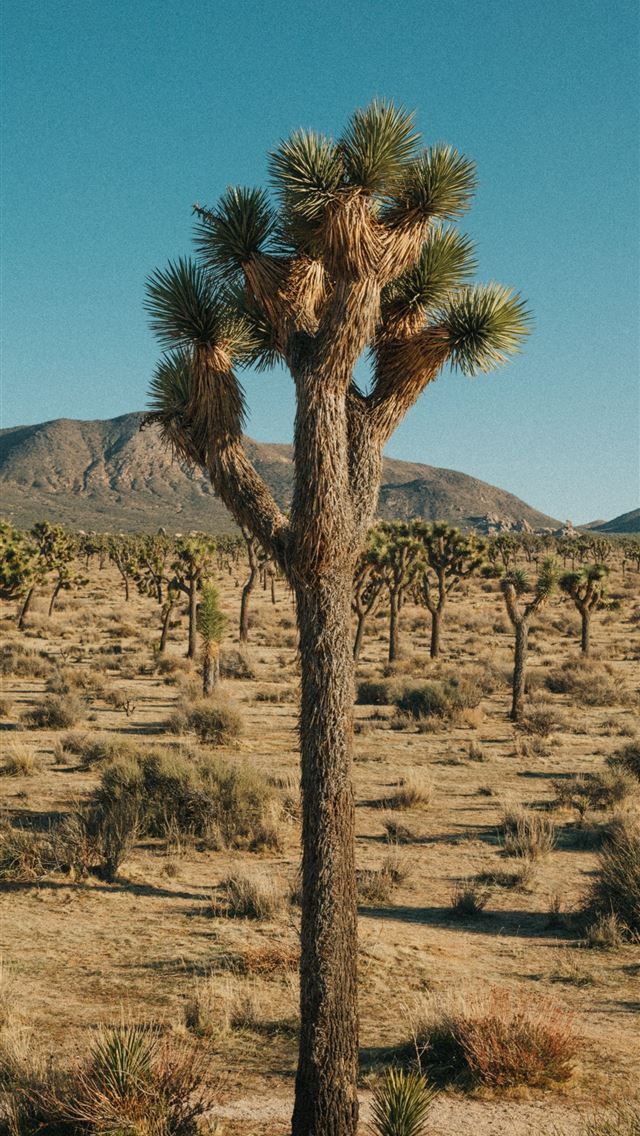 640x1136 green tree on brown field during daytime - desert iPhone Wallpaper