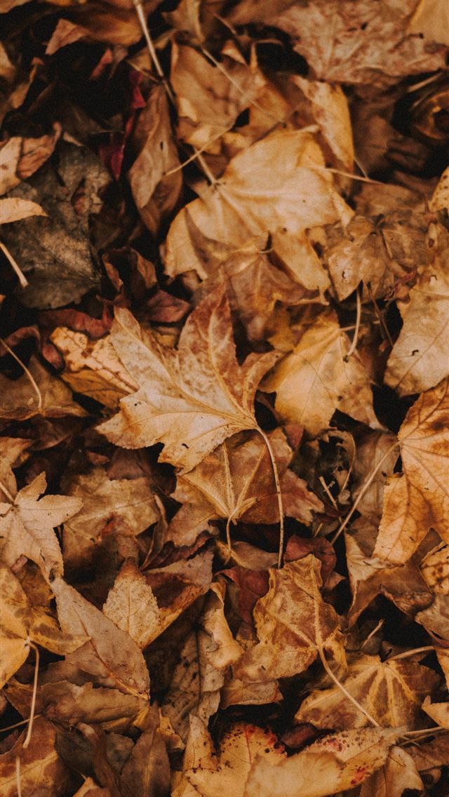 640x1136 brown leaves - leaf iPhone Wallpaper