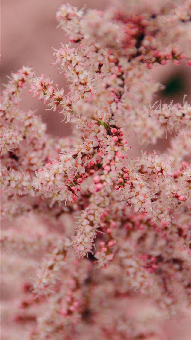 640x1136 shallow focus photography of pink flower - pink iPhone Wallpaper