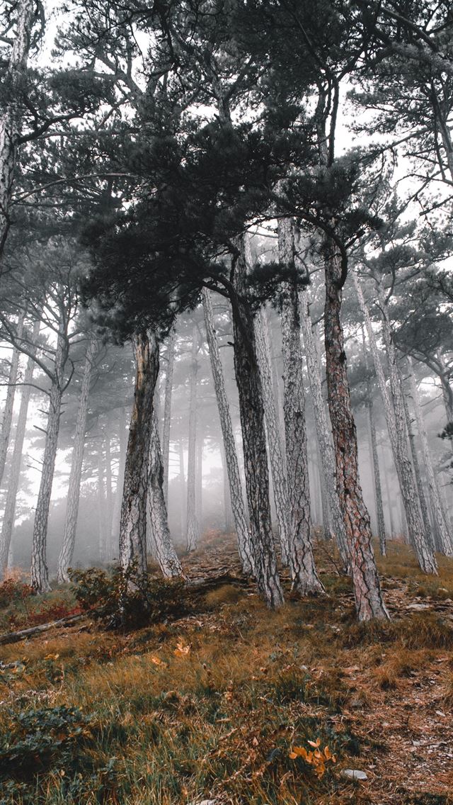 640x1136 low angle photography of tall trees during daytime - russia iPhone Wallpaper