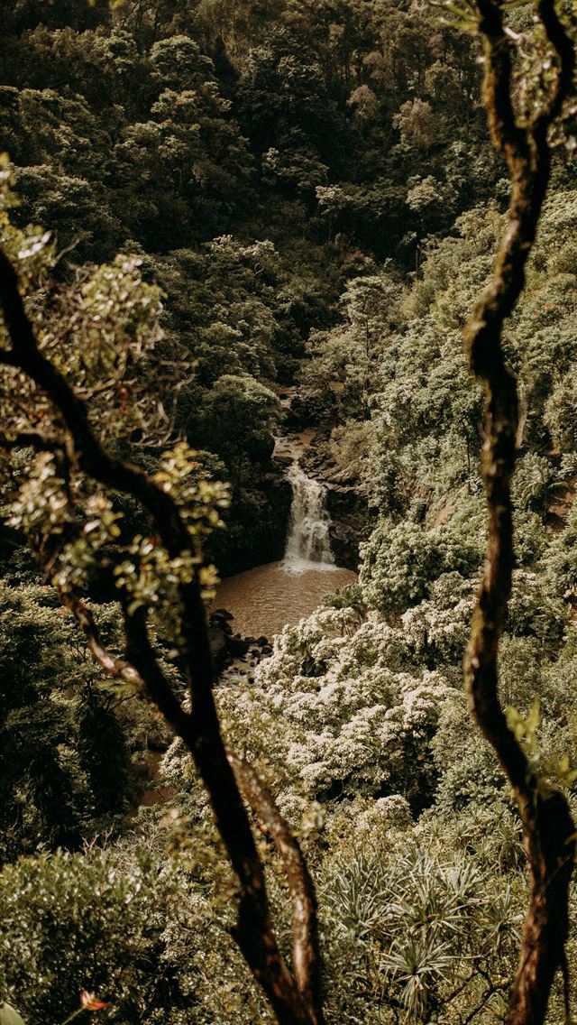 640x1136 green and brown trees near waterfalls during dayti... - jungle iPhone Wallpaper