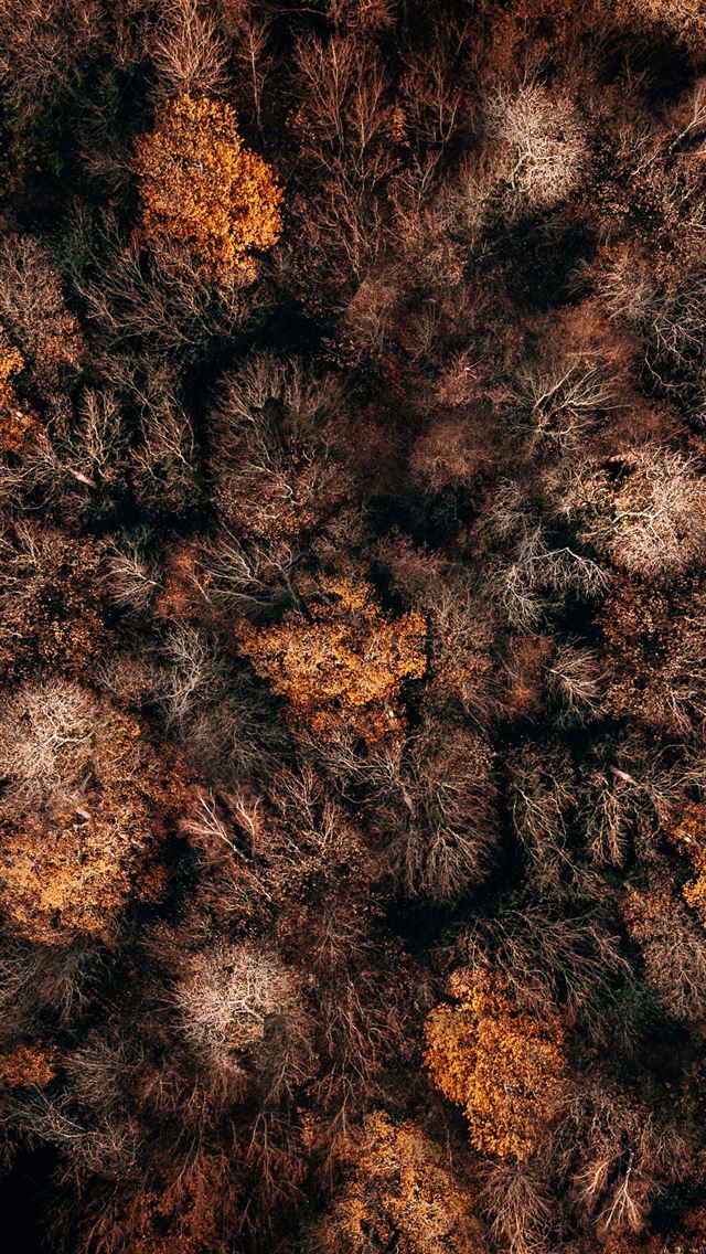 640x1136 Autumn - united kingdom iPhone Wallpaper