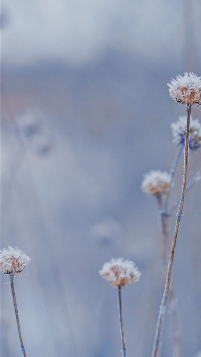 640x1136 selective photo of white petaled flower - weed iPhone Wallpaper