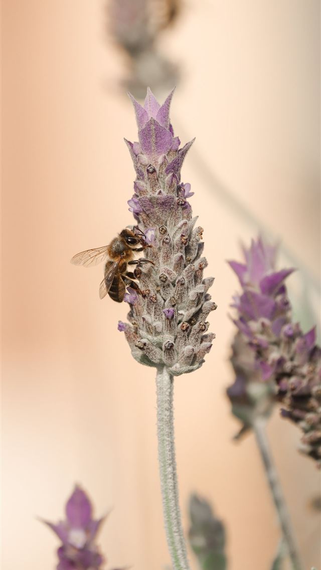 640x1136 purple flower in macro lens - valencia iPhone Wallpaper