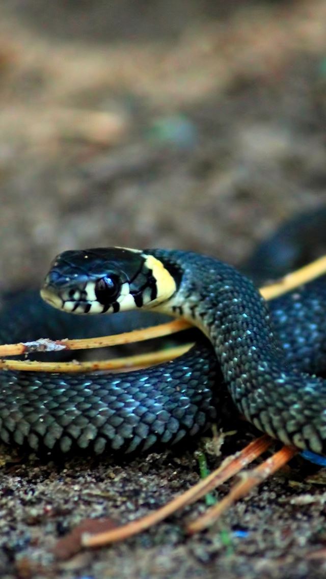 640x1136 Curious Snake - snake iPhone Wallpaper
