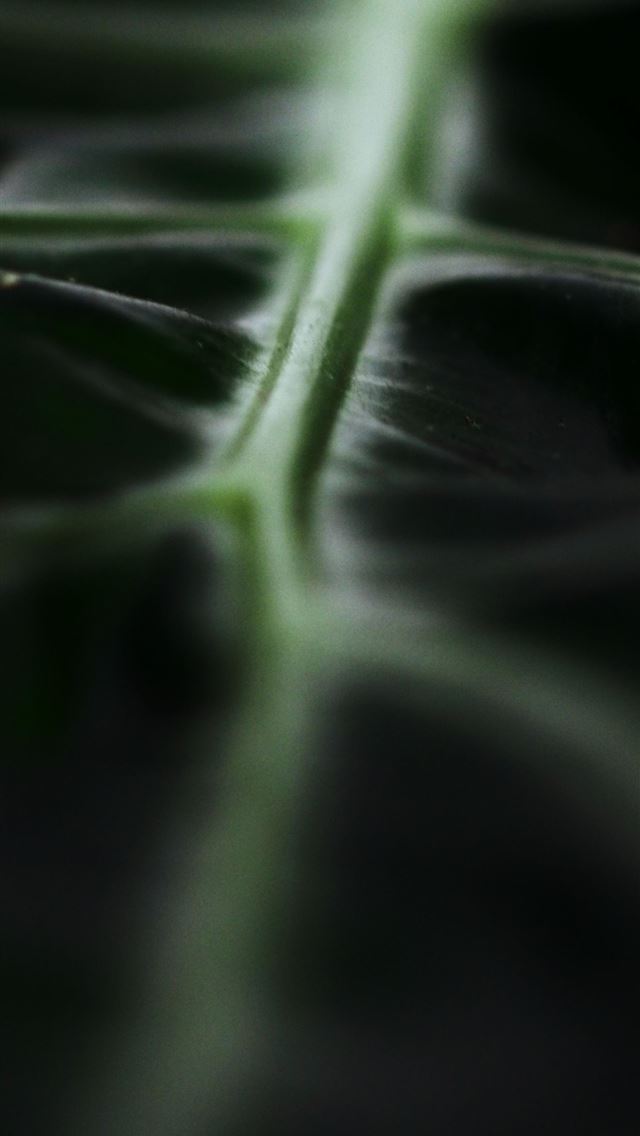 640x1136 macro photography of green leaf - green iPhone Wallpaper