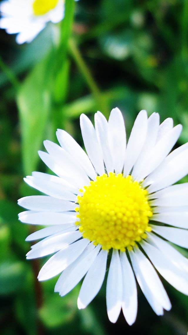 640x1136 Atukas Art 5 - flower iPhone Wallpaper