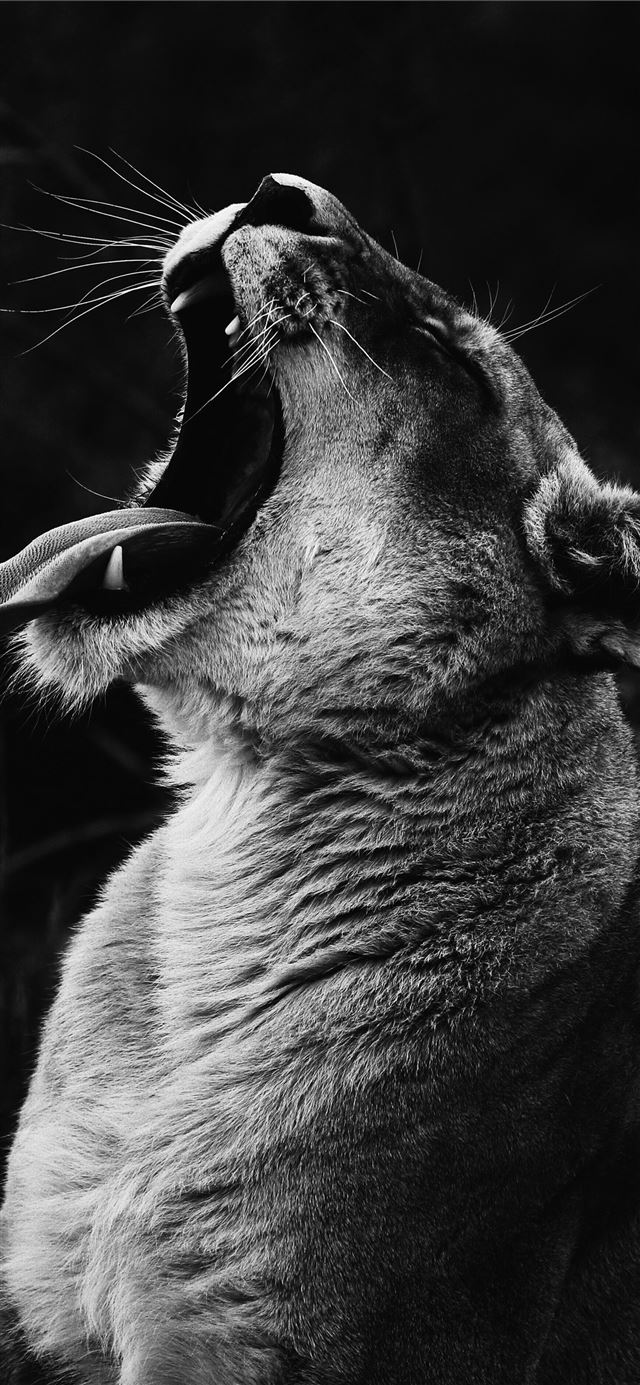 1125x2436 grayscale photography of yawning lioness - grey iPhone X Wallpaper