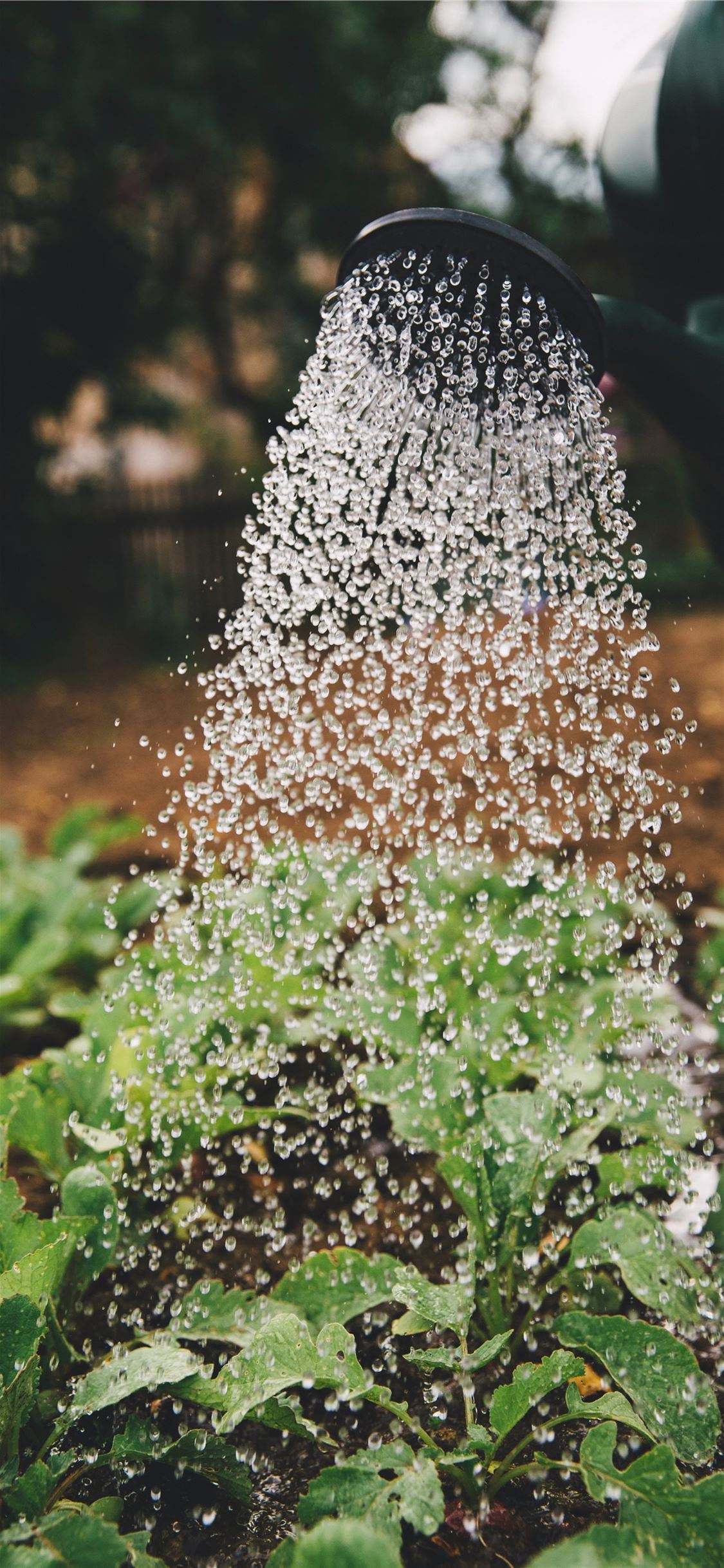 person watering plant iPhone X wallpaper 