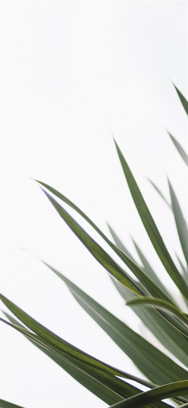 1125x2436 close up photo of green leaf -  iPhone X Wallpaper