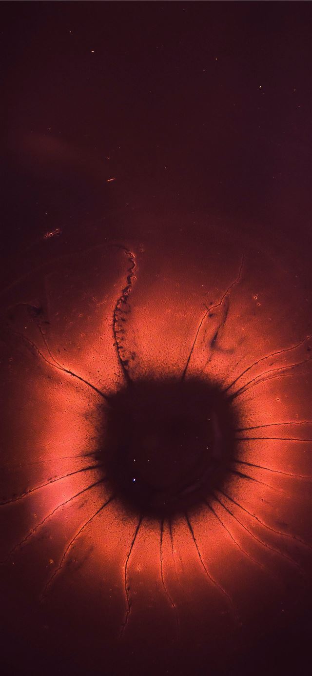 1125x2436 microscope photography of red and black microorgan... -  iPhone X Wallpaper