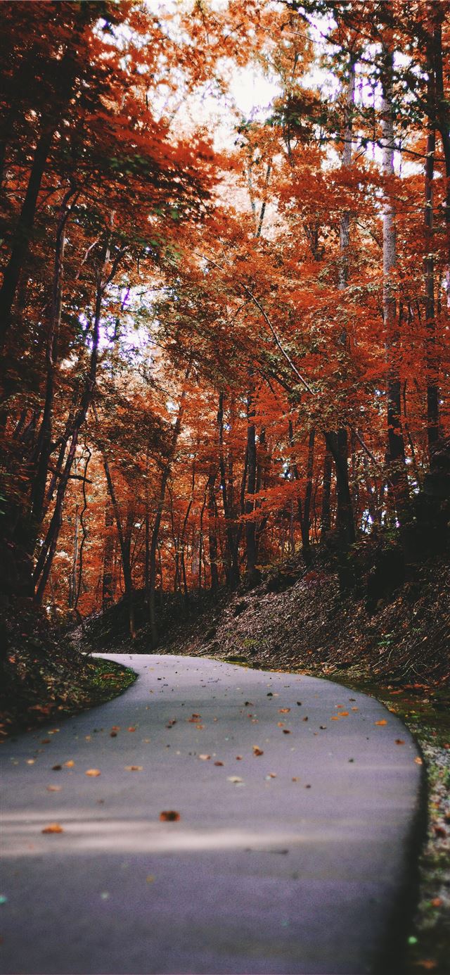 1125x2436 gray road beside a trees - fall iPhone X Wallpaper