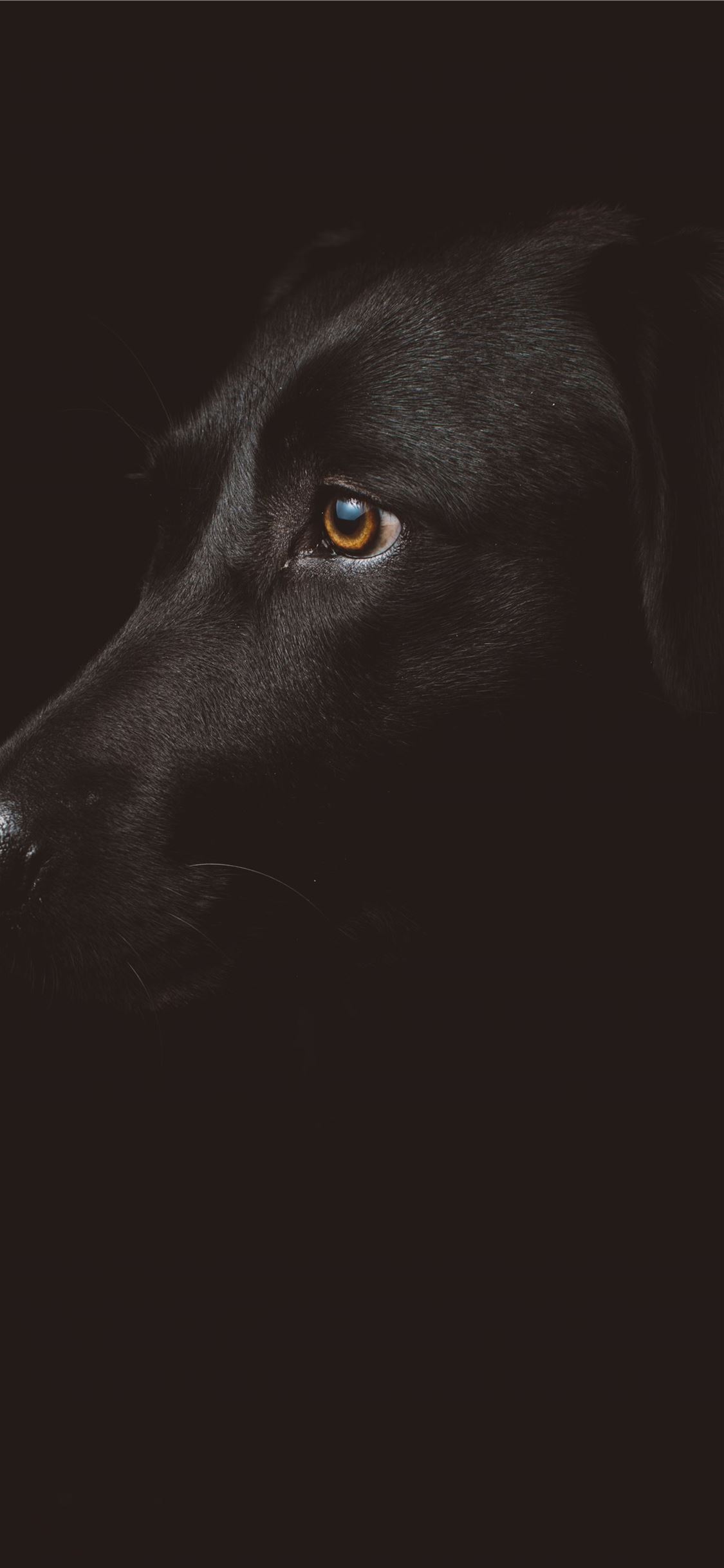 black dog photography iPhone X wallpaper 