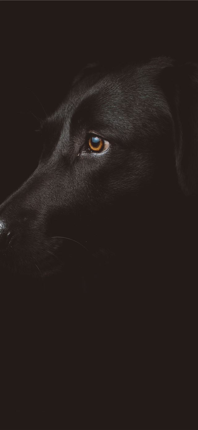 1125x2436 black dog photography - dog iPhone X Wallpaper