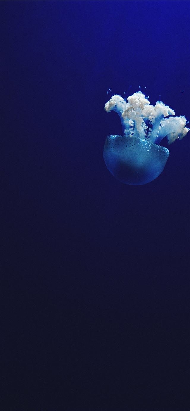 1125x2436 jellyfish under water photo - water iPhone X Wallpaper
